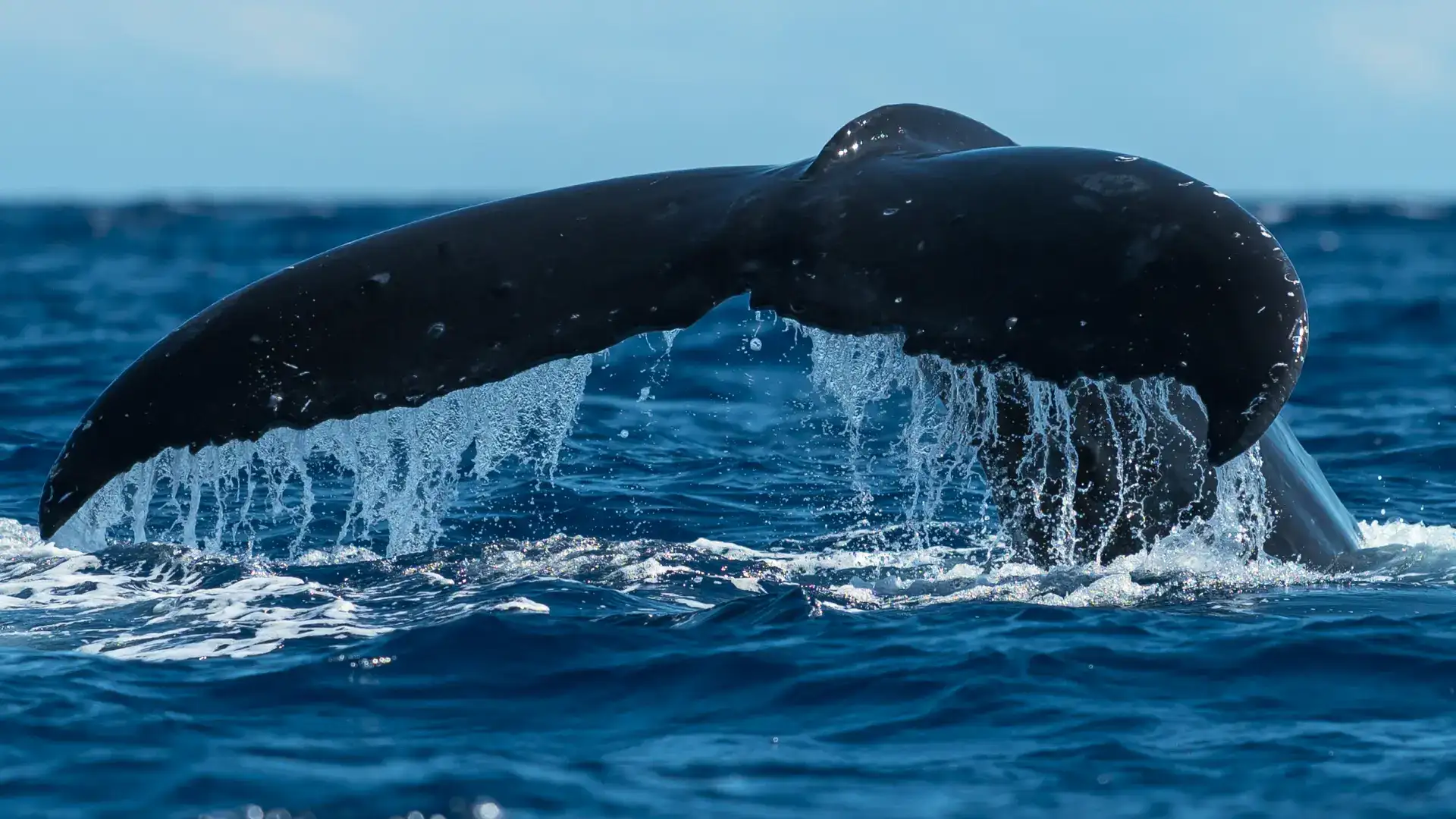 FJORD ET BALEINES