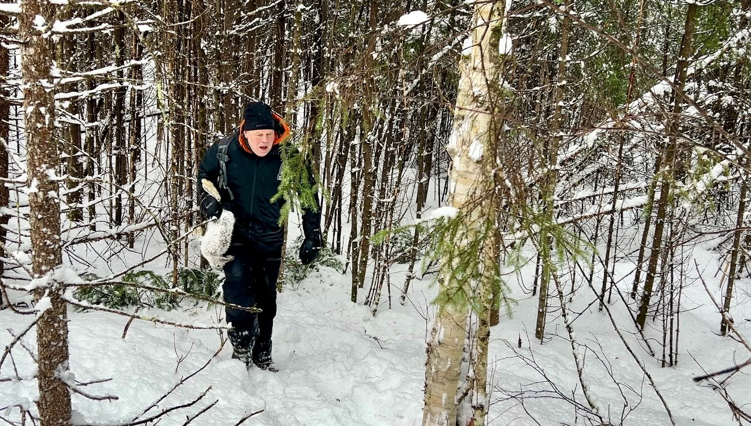 Colleter le lièvre au Québec : cinq jours dans le vrai bois des Hautes-Laurentides
