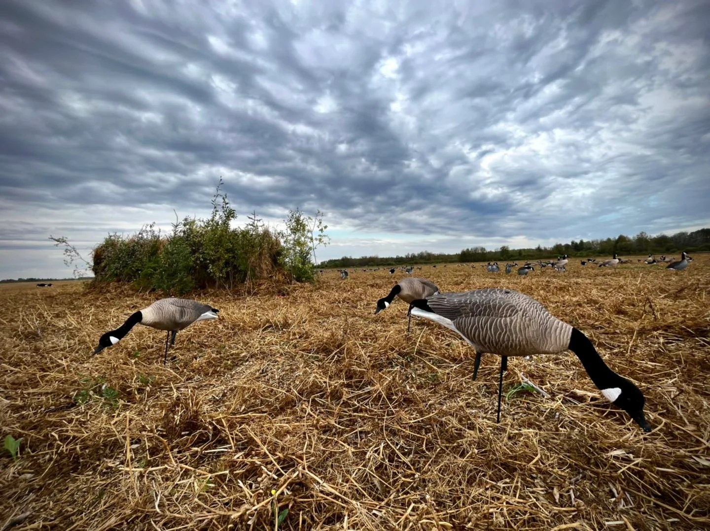 Zugvogeljagd in Saskatchewan — 12