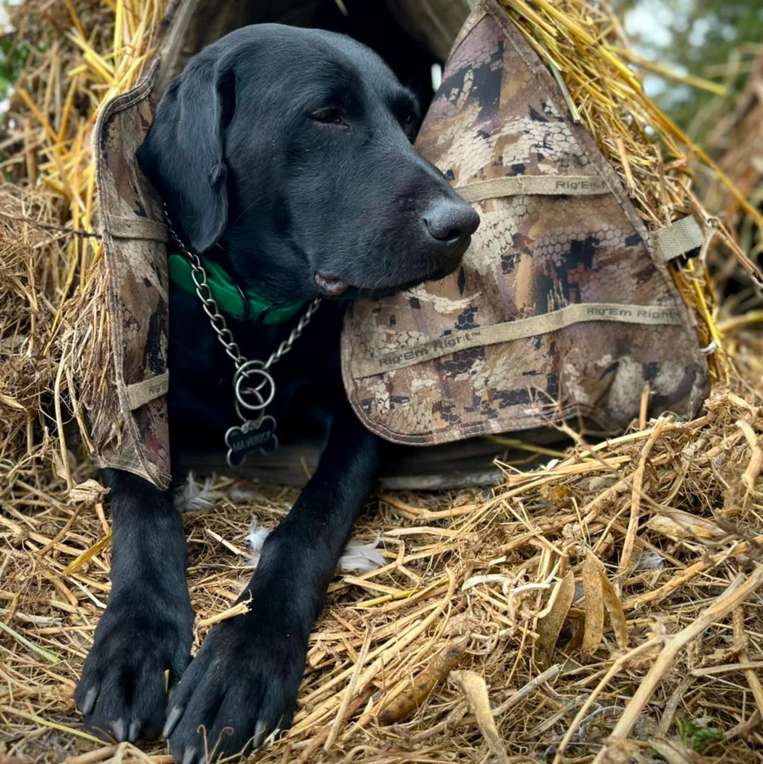Zugvogeljagd in Saskatchewan — 2
